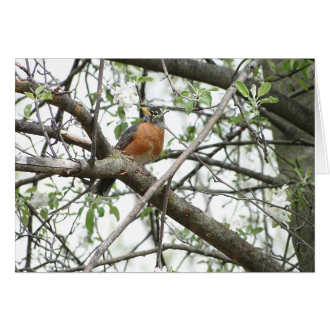 Appleの花及びロビンの春 (正面横)