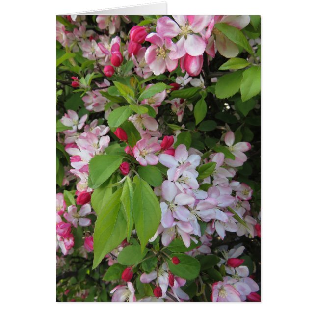 Appleの花 (正面)