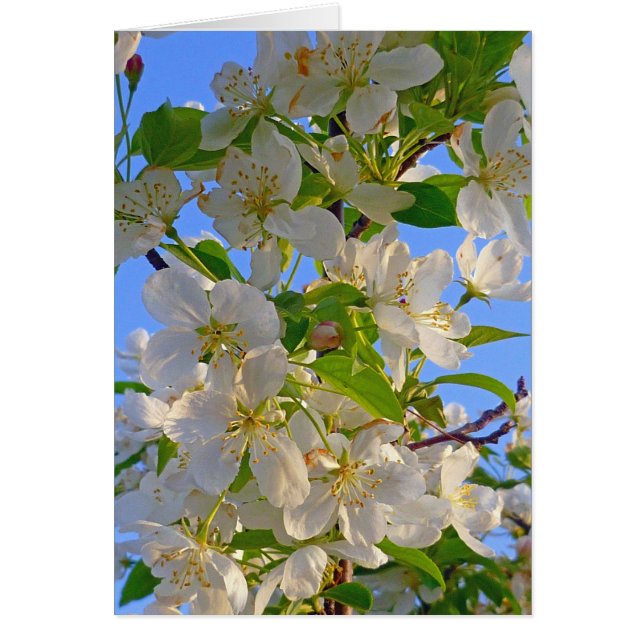 Appleの花 (正面)