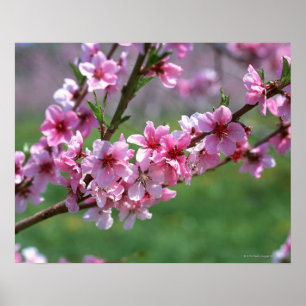 Appleの花 ポスター