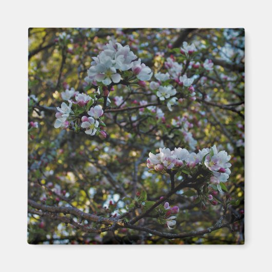 Appleの花 マグネット (正面)