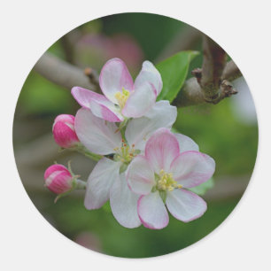 Appleの花 ラウンドシール