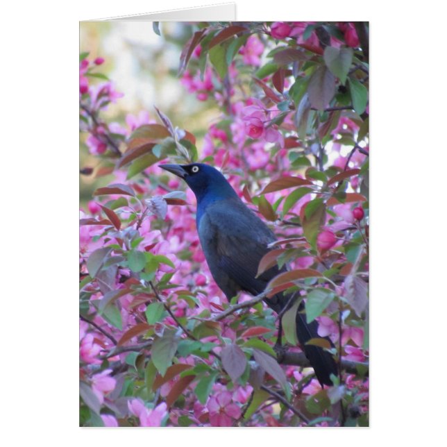 Appleの花Grackle (正面)