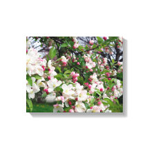 Appleツリー開花。