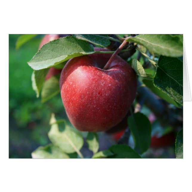 Apple (正面横)