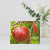 "apple"聖なる書物、 経典はがき(箴言7:2) ポストカード (スタンド正面)