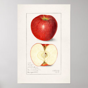 Apple 1908 by Amanda Almira Newton ポスター