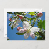 APPLE BLOMSポストカード春ポストカード ポストカード (正面/裏面)