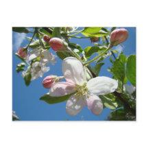 APPLE BLOMSポストカード春ポストカード