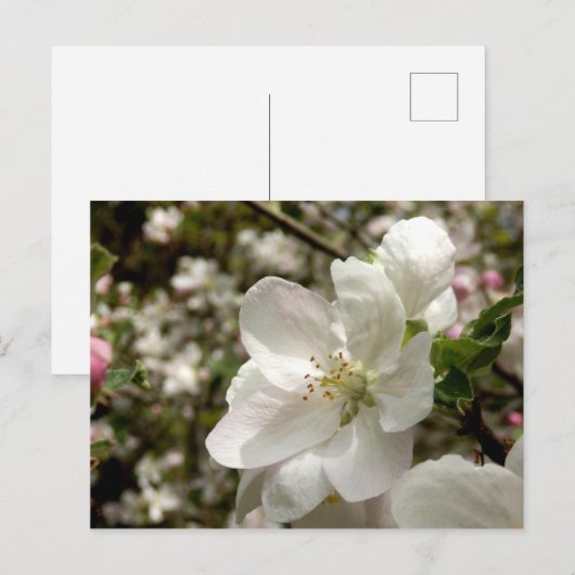 Apple Blossomはがき ポストカード (正面/裏面)