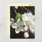Apple Blossomはがき ポストカード (正面/裏面)