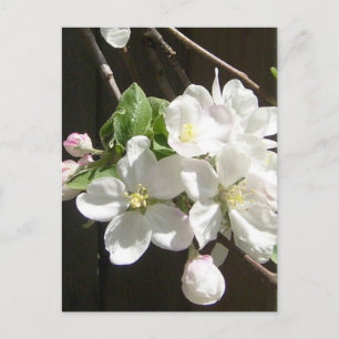 Apple Blossomはがき ポストカード