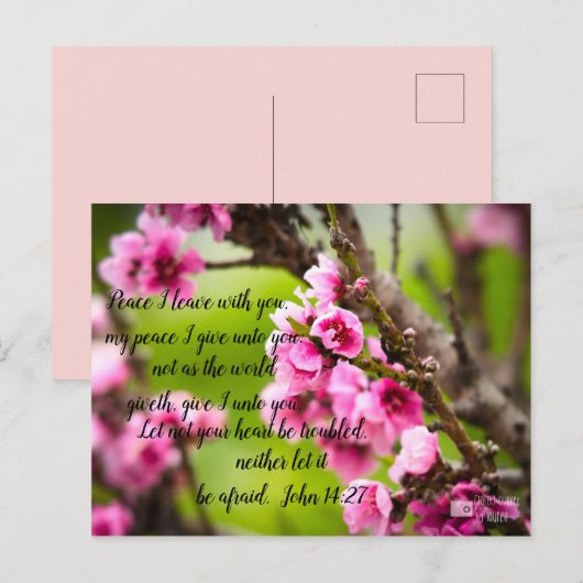 Apple Blossomはがき ポストカード (正面/裏面)