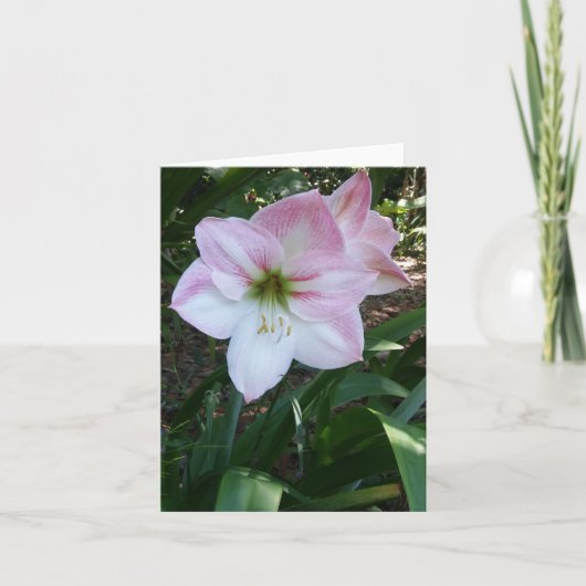 Apple Blossom Amaryllis写真折り畳みノートカード ノートカード (正面)