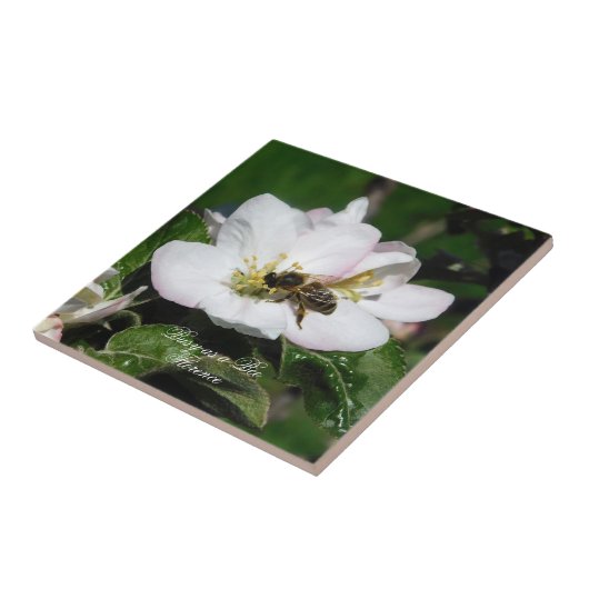 Apple Blossom & Bee Macro Photo | Ceramic Tile タイル (側面)
