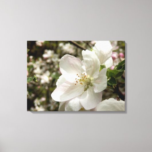 Apple Blossom Canvas Print キャンバスプリント (正面)