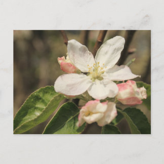 Apple Blossom Close up Photo in Sunshine ポストカード