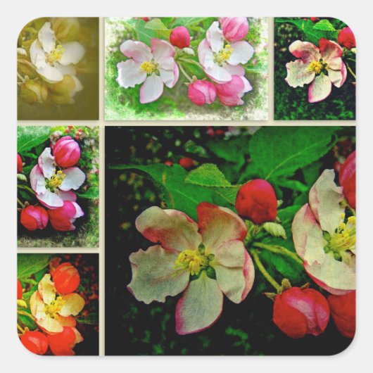 Apple Blossom Collage – 拡張デジタル写真 スクエアシール (正面)