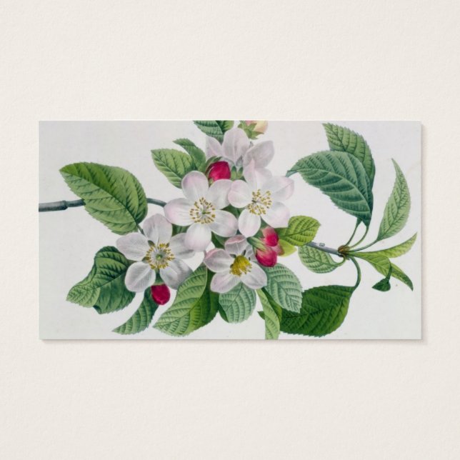 Apple Blossom、「Les Choix des Plus Belles」より (裏面)