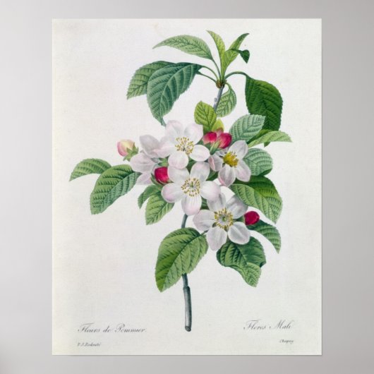 Apple Blossom、「Les Choix des Plus Belles」より ポスター (正面)