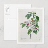 Apple Blossom、「Les Choix des Plus Belles」より ポストカード (正面/裏面)
