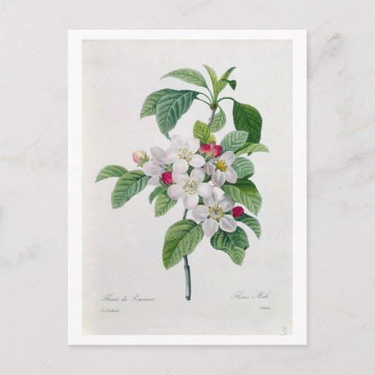 Apple Blossom、「Les Choix des Plus Belles」より ポストカード (正面)