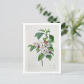 Apple Blossom、「Les Choix des Plus Belles」より ポストカード (スタンド正面)