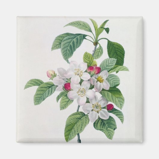 Apple Blossom、「Les Choix des Plus Belles」より マグネット (正面)