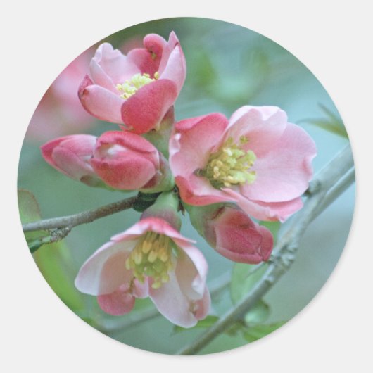 Apple Blossom #P0356ステッカー ラウンドシール (正面)
