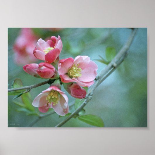Apple Blossom #P0356ポスター ポスター (正面)
