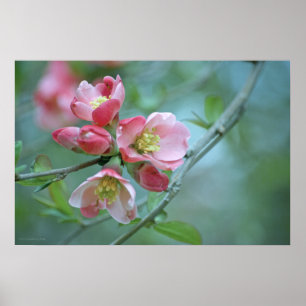 Apple Blossom #P0356ポスター ポスター