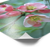 Apple Blossom #P0356写真 フォトプリント (角)