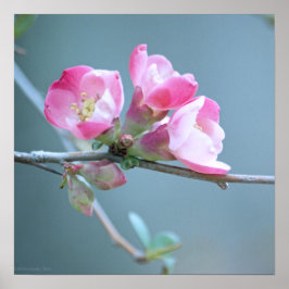 Apple Blossom #P0358ポスター ポスター