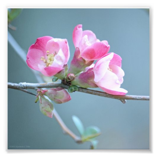 Apple Blossom #P0358写真 フォトプリント (正面)