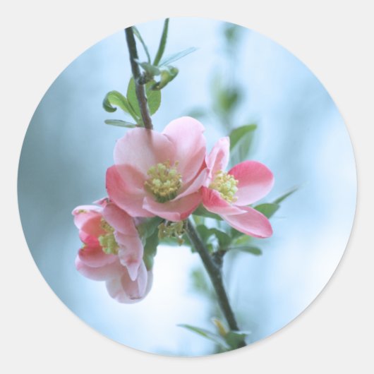 Apple Blossom #P0365ステッカー ラウンドシール (正面)