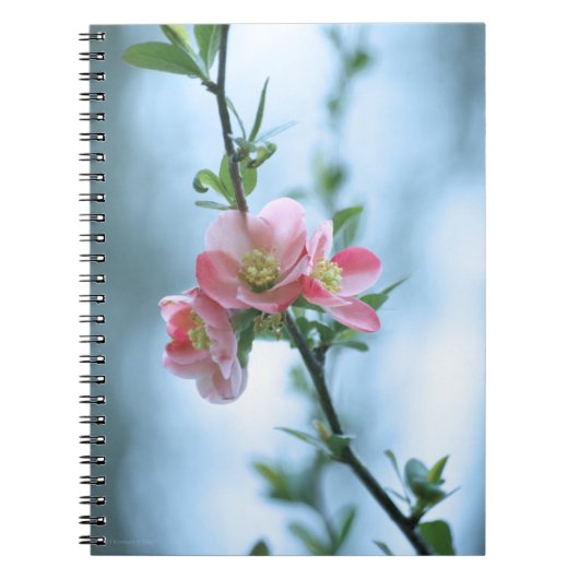 Apple Blossom #P0365 Notebook ノートブック (正面)