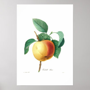Apple 'Calville blanc' ポスター