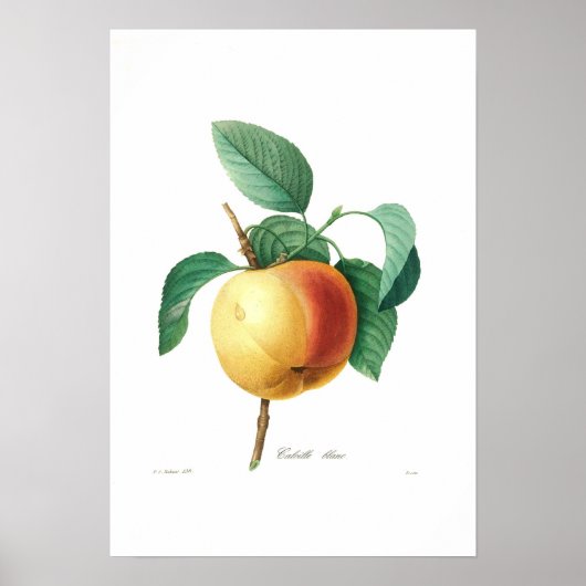 Apple 'Calville blanc' ポスター (正面)