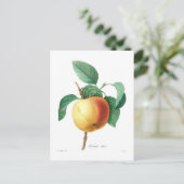Apple 'Calville blanc' ポストカード (スタンド正面)