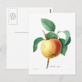 Apple 'Calville blanc' ポストカード (正面/裏面)
