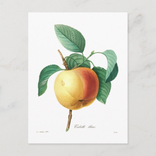 Apple 'Calville blanc' ポストカード (正面)