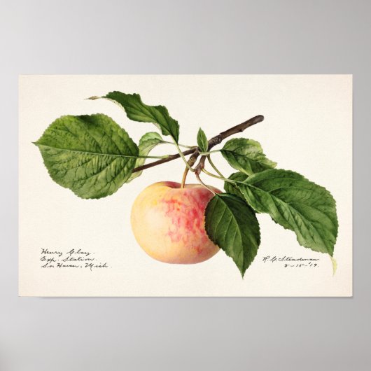 Apple (Malus Domestica)果実水の色絵画の ポスター (正面)