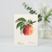 Apple (Malus Domestica)果実水の色絵画の ポストカード (スタンド正面)
