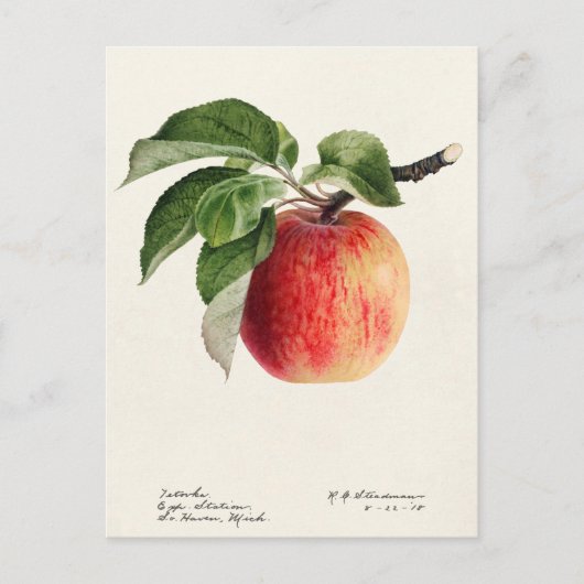 Apple (Malus Domestica)果実水の色絵画の ポストカード (正面)