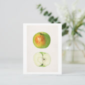 Apple (Malus Domestica)by MaryデイジーArnold ポストカード (スタンド正面)