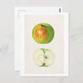 Apple (Malus Domestica)by MaryデイジーArnold ポストカード (正面/裏面)