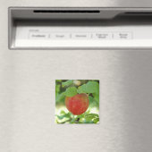Apple Red Annanas – マグネット (インサイチュ (食洗機))