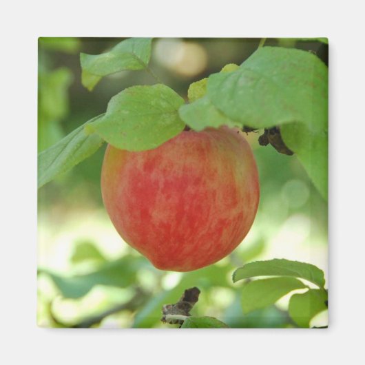 Apple Red Annanas – マグネット (正面)