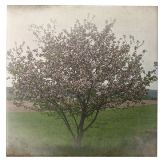 Apple Treeの開花 タイル (正面)