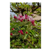 Apple tree blossom  ポスター (正面)